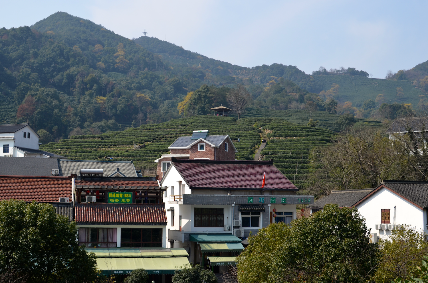 Tea Plantation, Hangzhou