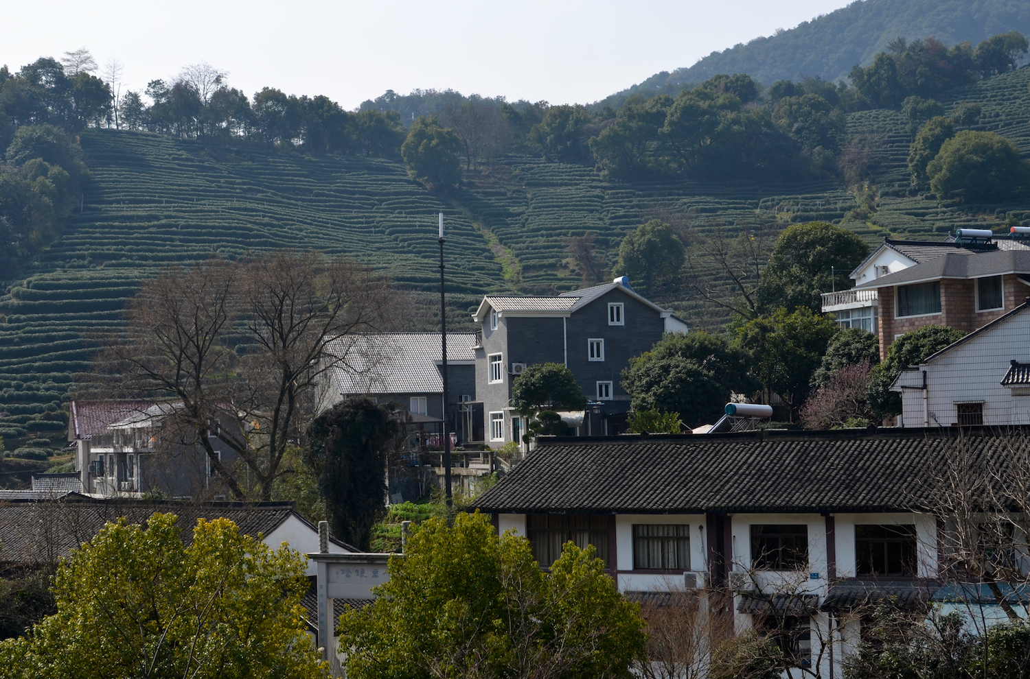 Tea Plantation, Hangzhou